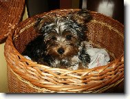 Pohoda v pr�deln�m ko�i