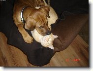 P�isti�eni inflagranti