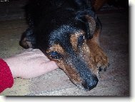 JEZEV��K mezi n�mi