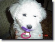 Zlod�j��ek