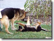 Ken� a Jasko