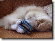 obl�ben� hra�ka