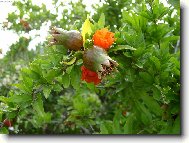  kv�t s mal�m plodem gran�tov�ho jablka