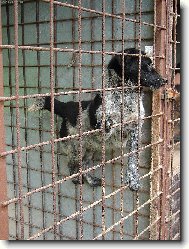 t�k� �ivot bez p�na v �tulku