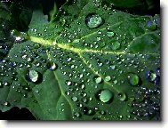 hez�� ne� drahokamy