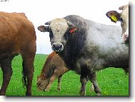 tak tomu ��k�m bejk...