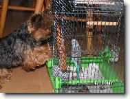 Nela a papou�ek Riki