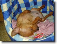 nejrad�ji sp�m na z�dech