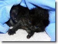 Budu ko�ka? ��kaj�, �e vypad�m jako opi�ka.