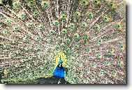 P�v korunkat� (Pavo cristatus)