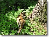 �ubov�a - k�pele SK