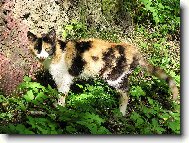 �ubov�a - k�pele (SK)