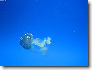 Nav�t�va v akvariu