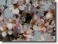 Brundib�r na mandloni