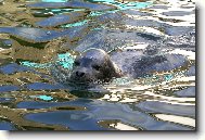 Tule� m� vodu r�d