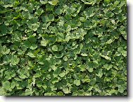 Zelen� tr�vn�k