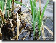 A bude n�s v�c a v�c ...