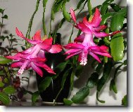 P��n� kr�sn�ch v�noc