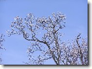 Kru�n� hory - Kov��sk�