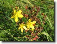 T�ezalka te�kovan�