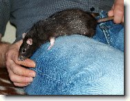 Jsou potkani odporn�? Jak kdy.