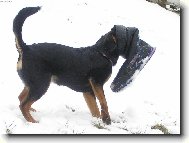 P�lro�n� k��enec