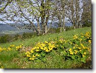 Blatouchy na Zh���