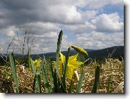 Narcisy na �umav�
