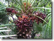 It�lie - ��m 31.12.2005