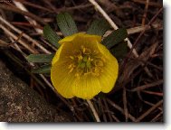 Kone�n� je tady jaro