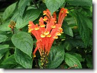 Sklen�kov� kv�tina