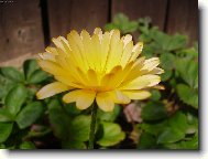 profil �lut� kv�tiny