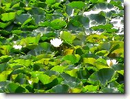 lekn�nov� koberec