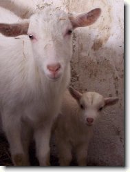 Na�e modelky M��a a Julinka