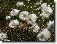 Hebou�k� chom��ky suchop�ru