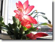 V�no�n� kaktus