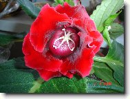 narozeninov� kyti�ka