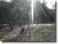 Rusalka p�ivol�v� jaro