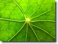 hv�zda v listu zaklet�