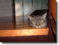 apatick� ���a