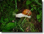 �ne�ku, �ne�ku