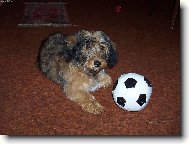 Tak zahrajem si u� ten fotbal ?