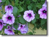 Balk�nov� rostliny