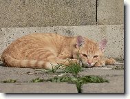 tak ty m� nenech� sp�t,jo?!!!