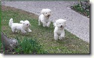 Z�vody