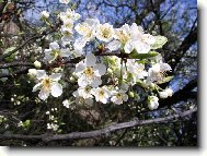 t�e��ov� kv�t