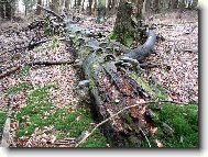 ani strom nechce b�t ve smrti s�m