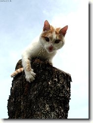 V�dy ve st�ehu...