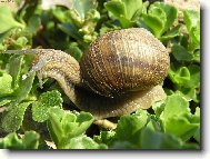 �ne�ku �ne�ku...