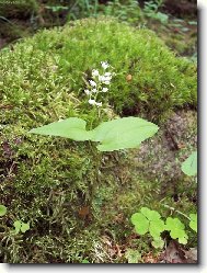 Pstro�ek dvoulist�